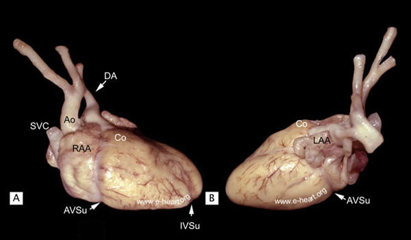 External Anatomy 1